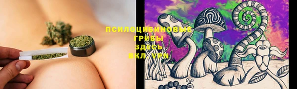 хмурый Белокуриха