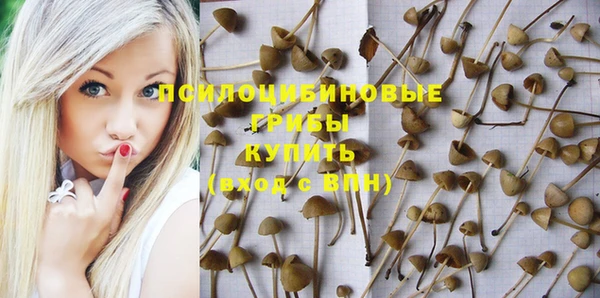 хмурый Белокуриха